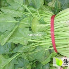 山东金乡大叶菠菜价格适宜