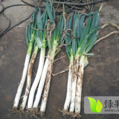 安丘大葱 诚信合作