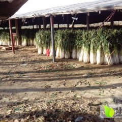 昌邑大葱大量上市大章王桂芳诚信合作