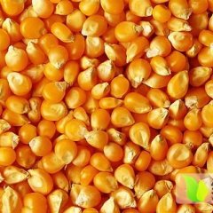 2014汉川玉米现在订货有惊喜