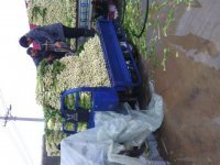 中牟芹菜王瑞平诚信合作