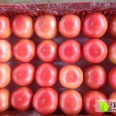 东西湖东山李丕盖11月硬粉西红柿