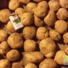 内蒙古察右后旗夏波蒂土豆产销两旺