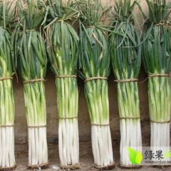 2014昌邑大葱值得出手