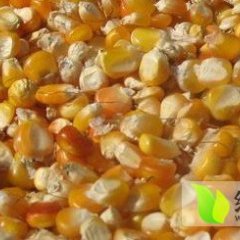 2014孝感玉米值得出手