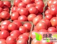 山东省临沂市费县万亩西红柿生产基地批发市场