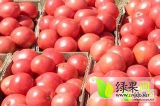 山东省临沂市费县万亩西红柿生产基地批发市场