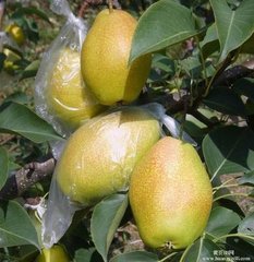 大荔梨火爆招商中,渭南周建忠诚信合作