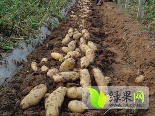 滕州姜屯王爱英1月荷兰十五土豆