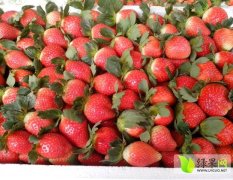 德昌草莓著名品牌,王所杨建诚信合作