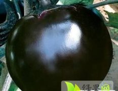 山东莘县黑茄王茄子随行就市