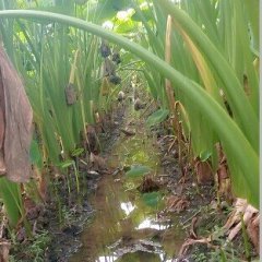 江永香芋.路过的朋友进来看.合意的话欢迎电话咨