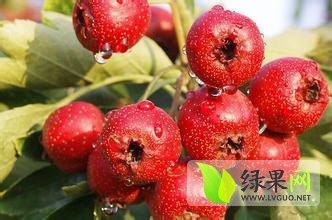 临沂蒙山蒋主任11月大金星山楂