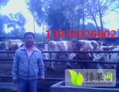 忻府忻府贺泉铖1月西门塔尔牛肉牛