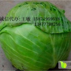 嘉鱼潘家王明明11月荷兰皮球甘蓝