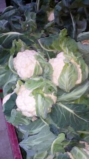 博爱菜花质量上乘,孝敬余国亮诚信合作