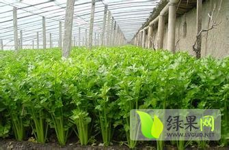 安徽砀山法国皇后芹菜欢迎合作