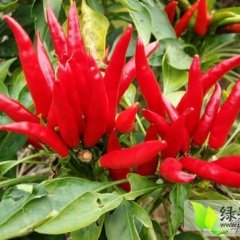 临颍辣椒名优产品,王孟邢伟闯诚信合作