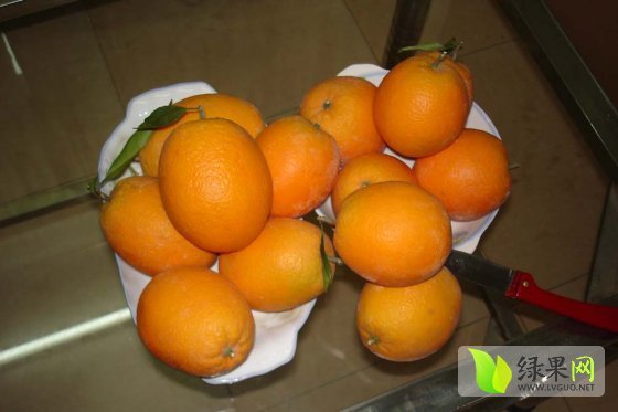2014年湖北秭归纽荷尔脐橙价格