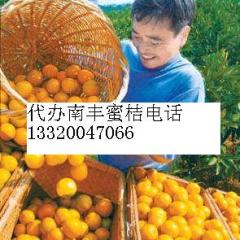 江西南丰南丰蜜桔柑橘著名品种
