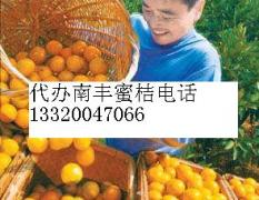 江西南丰南丰蜜桔柑橘著名品种
