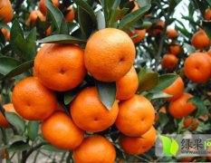 2014麻阳柑橘今年价格有看点