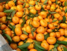 广西全州南丰蜜桔柑橘价格行情平稳