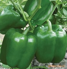 莘县魏庄聂俊11月甜椒王圆椒辣椒