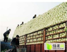 2014肥城白菜抓住商机无限