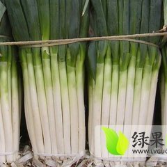 2014滕州大葱俏销大江南北