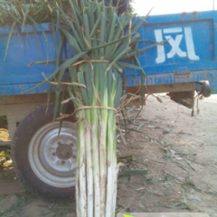 山东昌邑长白大葱假一赔十