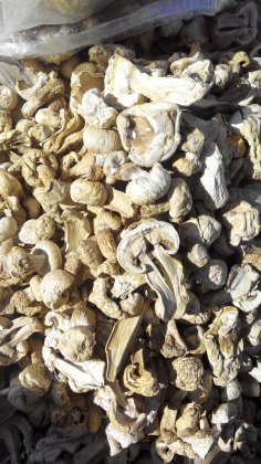 2015年内蒙古锡林浩特草原野生蘑菇价格