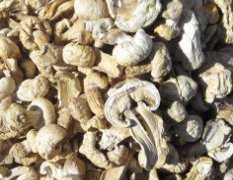 舌尖二系列之：锡林浩特草原野生蘑菇
