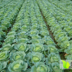新野平包甘蓝长势旺盛,城郊曹小强诚信合作