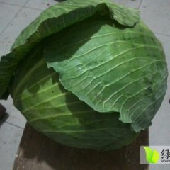 甘州其他蔬菜火热上市,长安王辉诚信合作