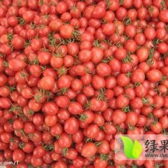 2014陵水西红柿今年价格有看点