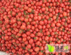 2014陵水西红柿今年价格有看点