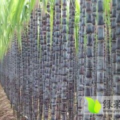 2014合浦甘蔗抓住商机无限