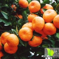 点军柑橘营养丰富,土城张晓萍诚信合作