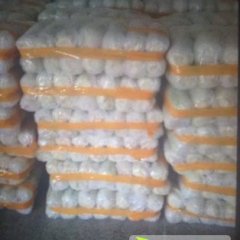 宜城王集李虎10月娃娃菜小白菜