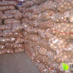 武川土豆火爆招商中,安字号徐强诚信合作