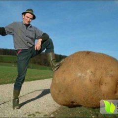 2014滕州土豆收购工作全面开展