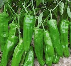 2014夏邑辣椒现在订货有惊喜