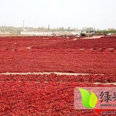 新疆和静红龙15号辣椒火爆招商中