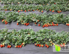 中牟县万亩草莓上市，伟田农业专业为您服务。