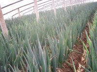 山东费县铁杆大葱万亩上市 价格便宜