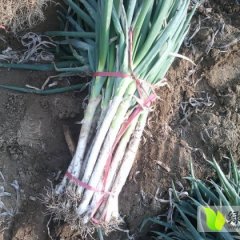 平度张戈曲世波11月铁杆大葱