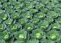 2014君山甘蓝值得出手