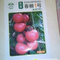 河南卫辉种子西红柿早买早赚