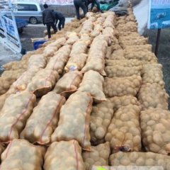 静宁土豆假一赔十,灵芝吴建伟诚信合作